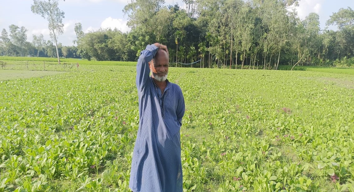ফুলবাড়ীতে ভারী বৃষ্টিপাতে সবজি চাষিদের মাথায় হাত