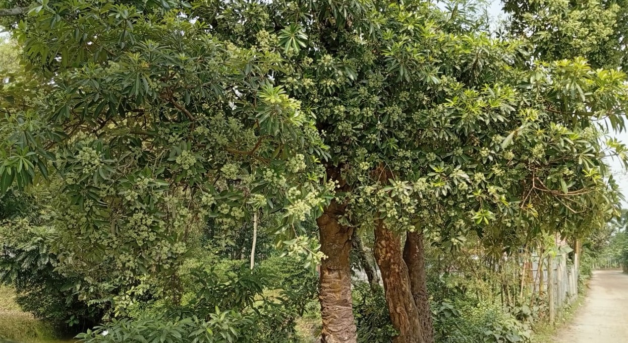 লালমনিরহাট ছাইত্তান ফুলের ঘ্রাণে মুখরিত