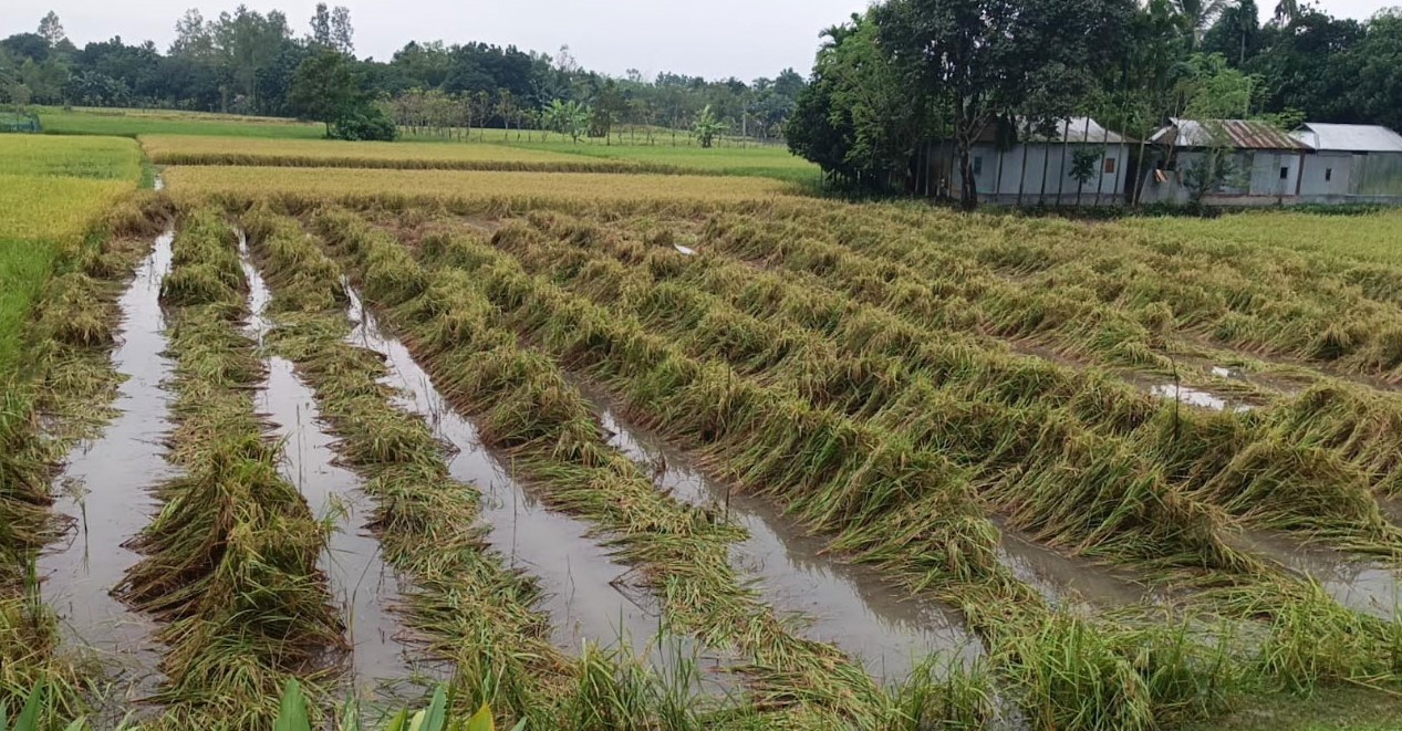 শেরপুরে টানা বৃষ্টিতে আমন ধানসহ সবজিতে ব্যাপক ক্ষতির আশঙ্কা