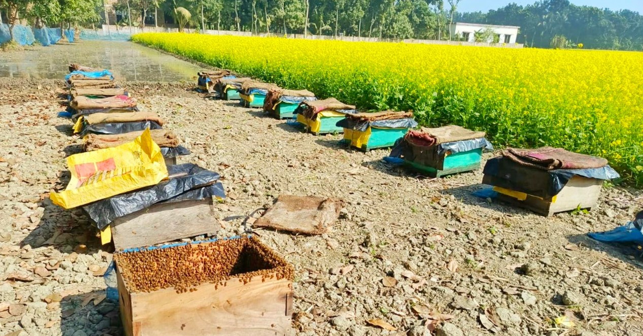 সরিষার হলুদে রঙিন সাতক্ষীরা, মাঠে মাঠে মধু সংগ্রহের প্রস্তুতি