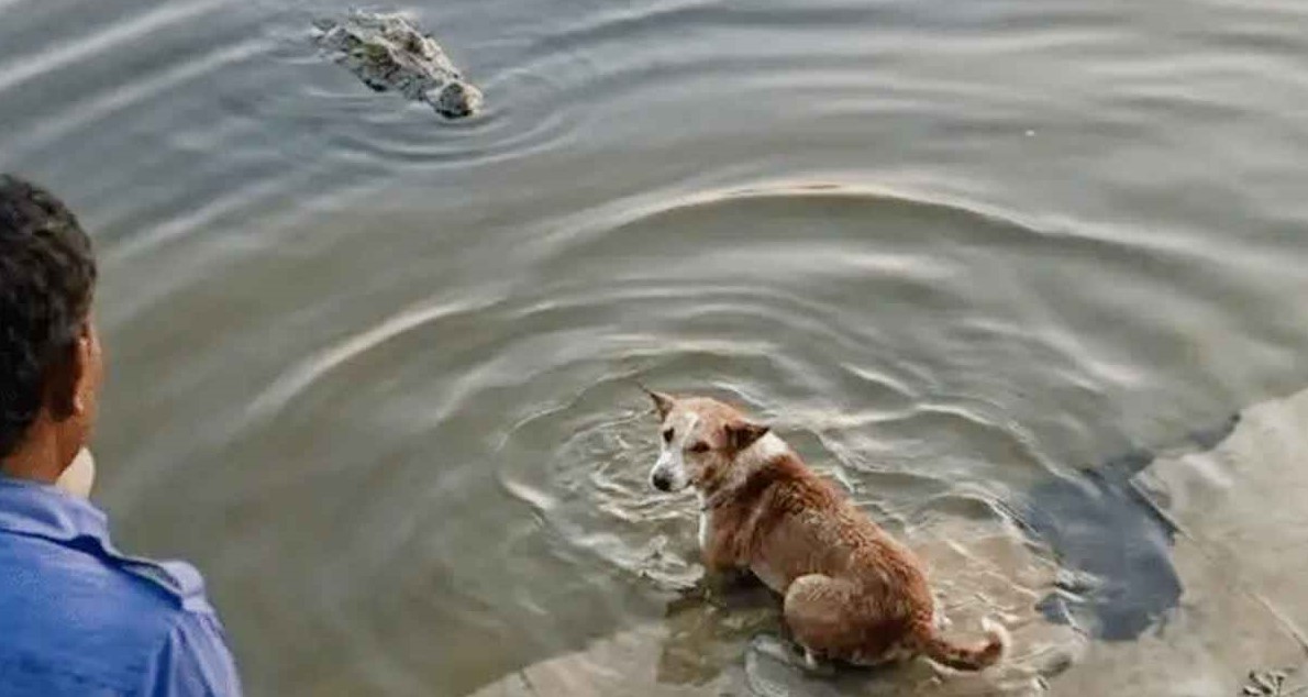 বাগেরহাটে দিঘির ঘাটে কুমিরের মুখে কুকুর