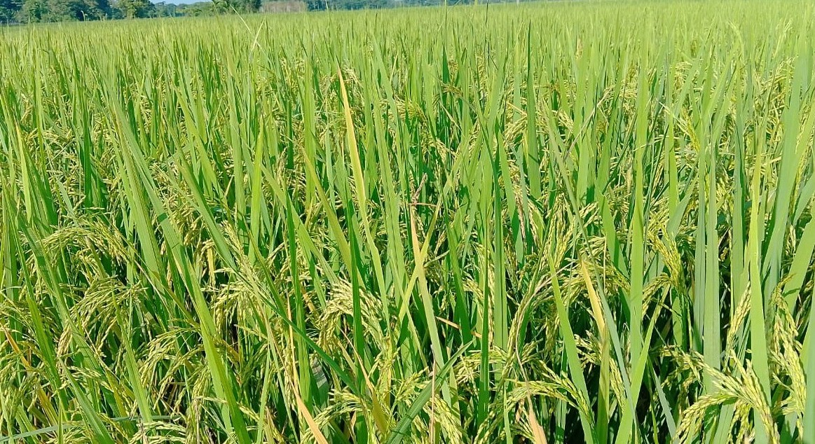 বিশ্বনাথে আমনের বাম্পার ফলন, নভেম্বরে কর্তন শুরু 