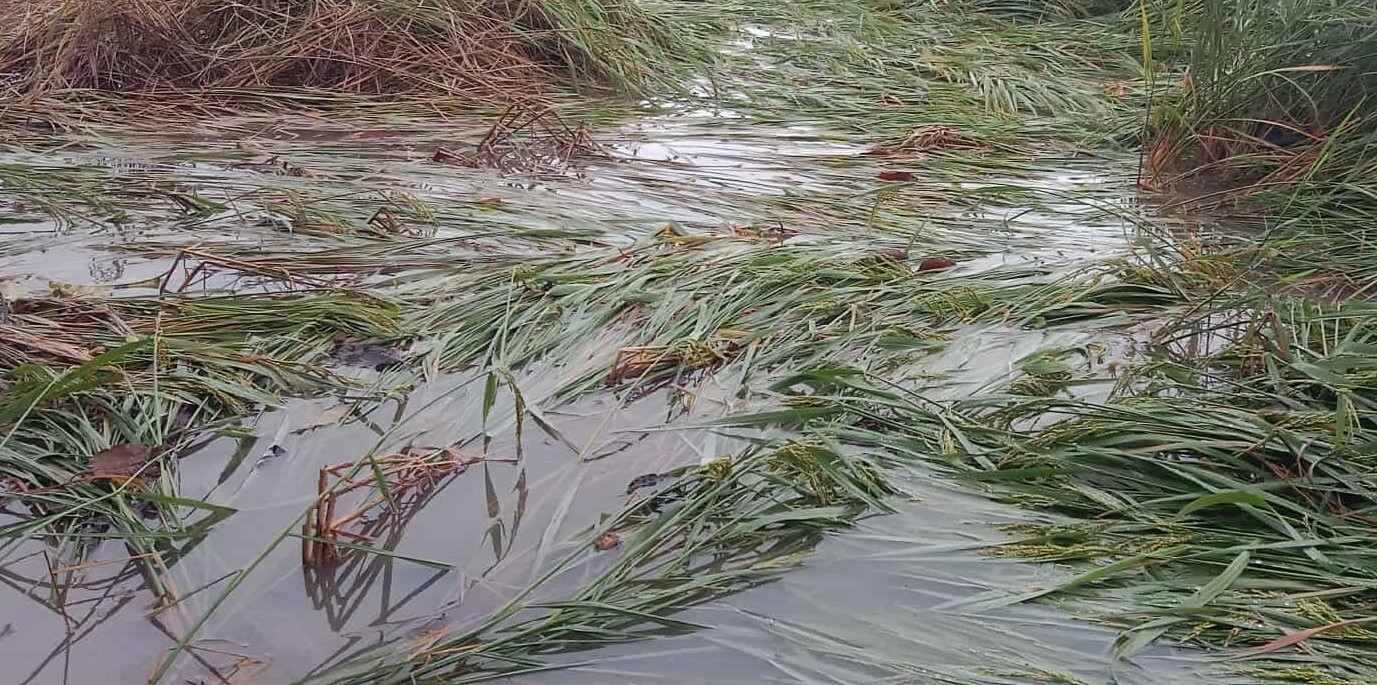 ধুনটের বৃষ্টির পানিতে ডুবে গেছে কৃষকের আমন ধান