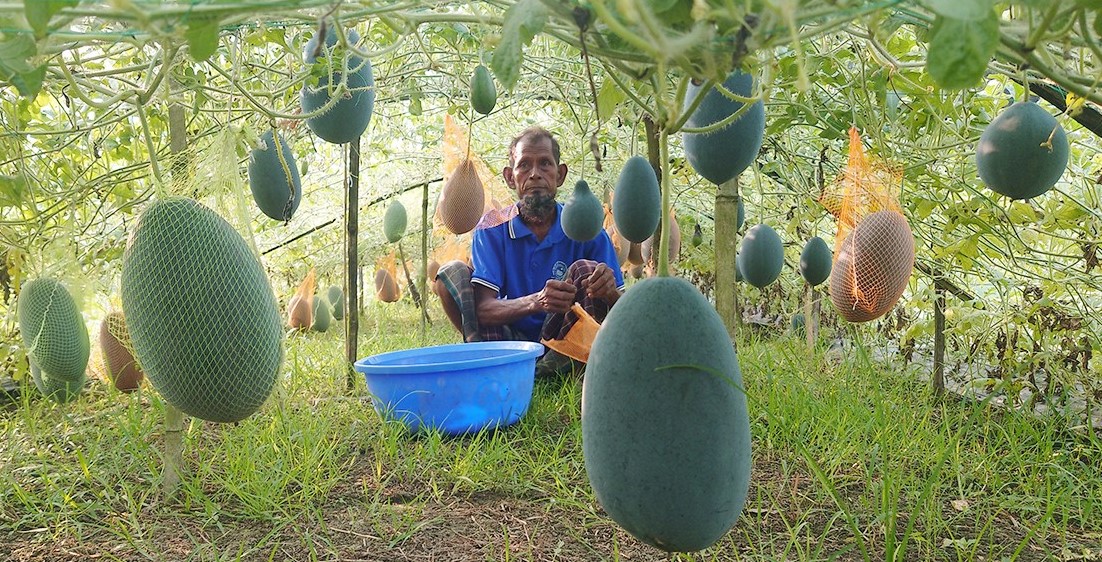 ঝিনাইদহে মালচিং পদ্ধতিতে গ্রীষ্মকালীন তরমুজ চাষে কৃষকের সাফল্য