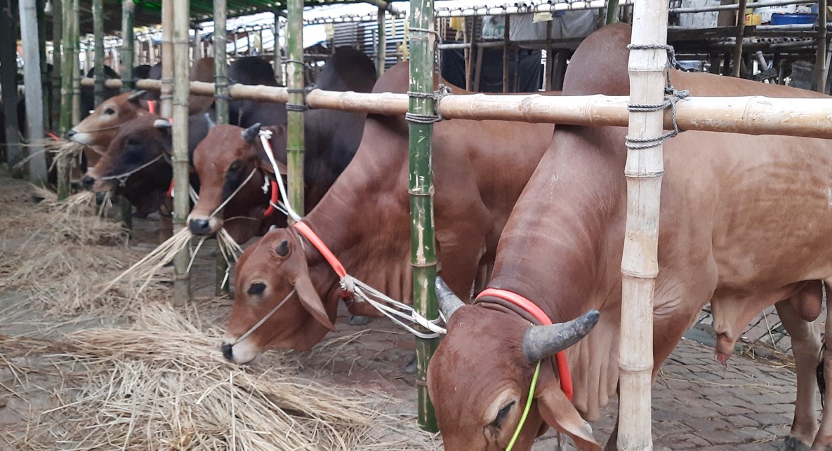 ঈদুল আজহা উপলক্ষে সারাদেশে বসছে ৩৬০০ পশুর হাট, রাজধানীতে ২৭টি
