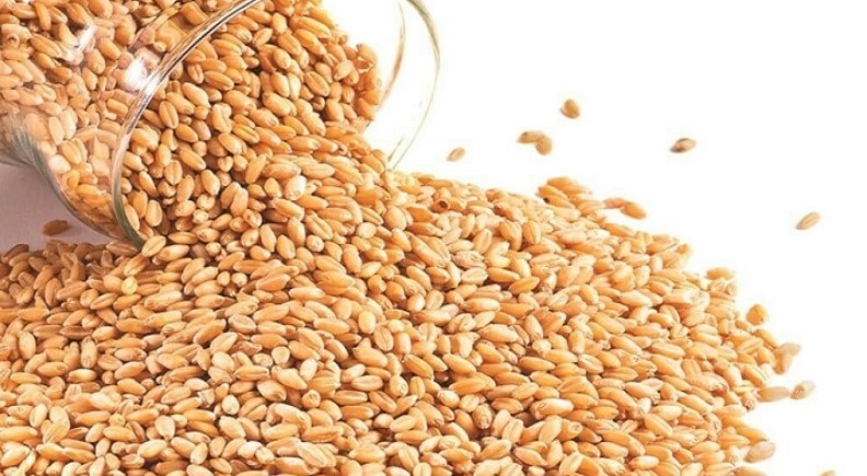 যুক্তরাষ্ট্র থেকে এলো ৬১ হাজার টন গম