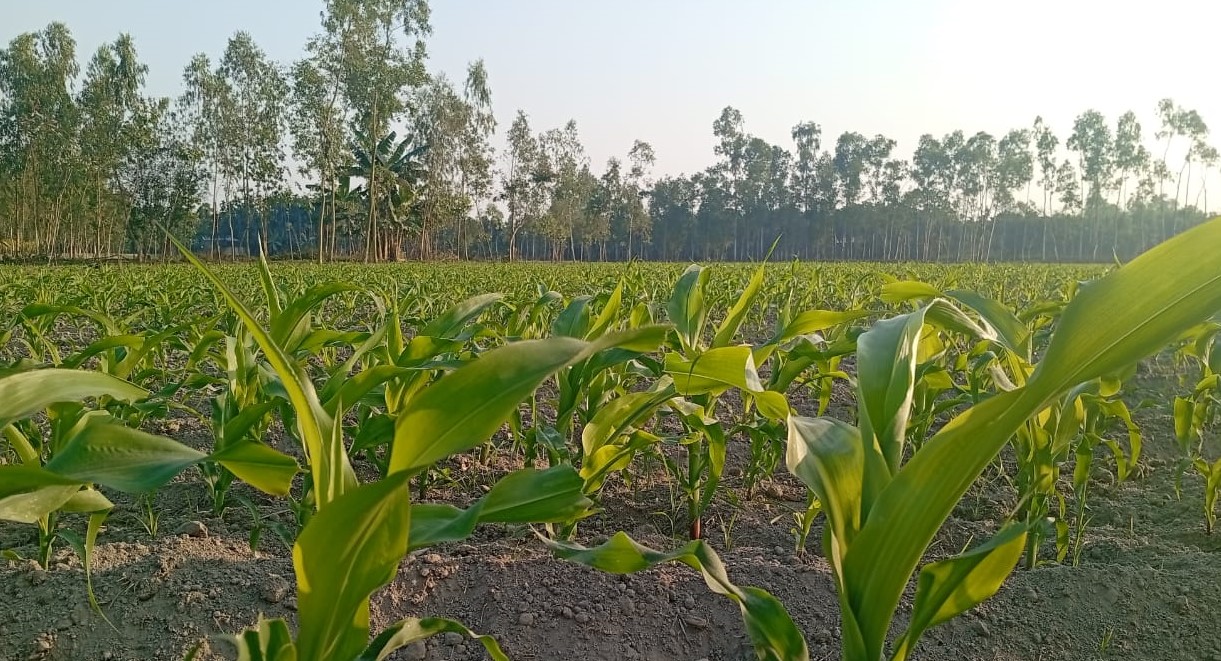 লালমনিরহাটে ভূট্টার ব্যাপক আবাদ ও বাম্পার ফলনের সম্ভাবনা