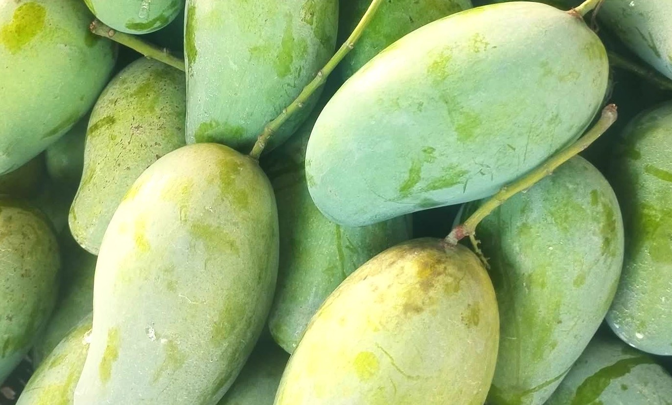 কাঁচা আম খেলে শরীরে যা ঘটে