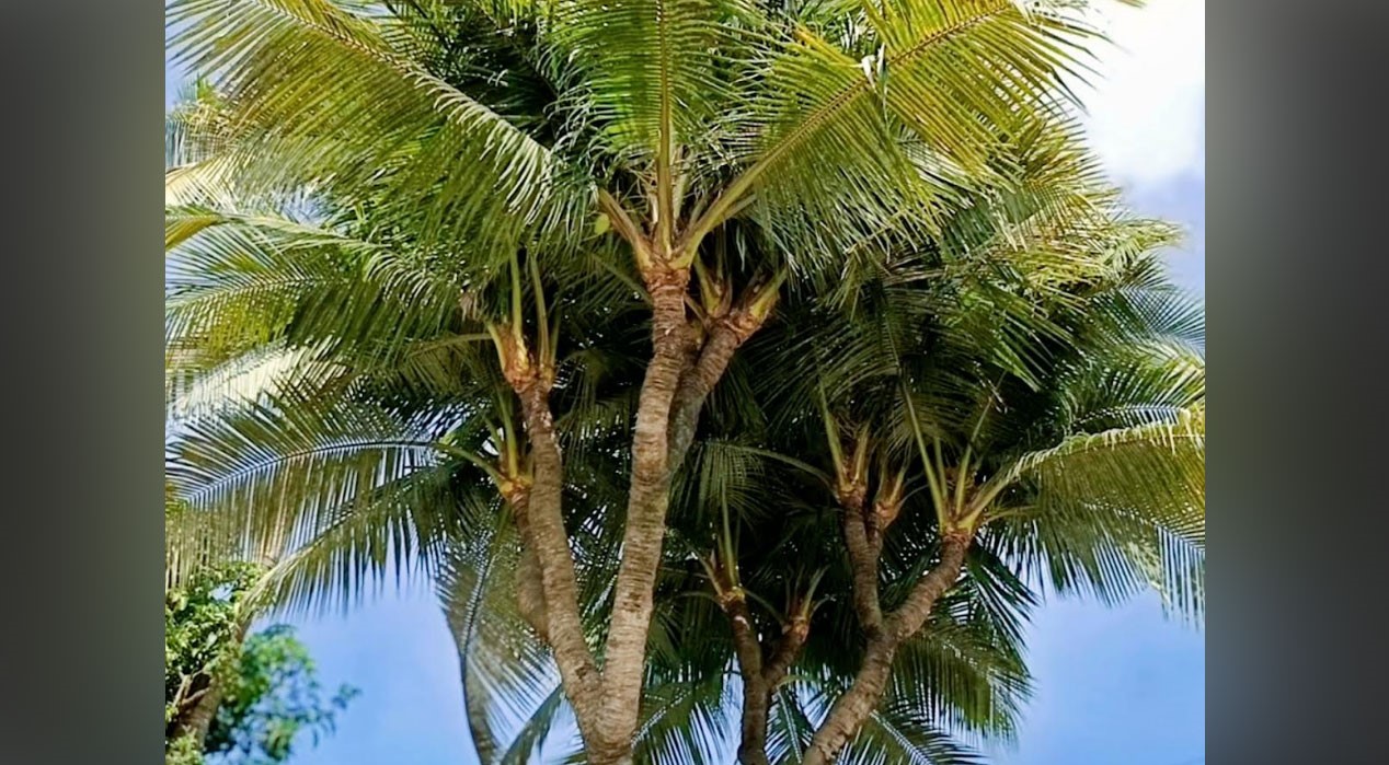 গুরুদাসপুরে ১৩ মাথার নারকেল গাছ দেখতে ভিড় করছেন দর্শনার্থীরা