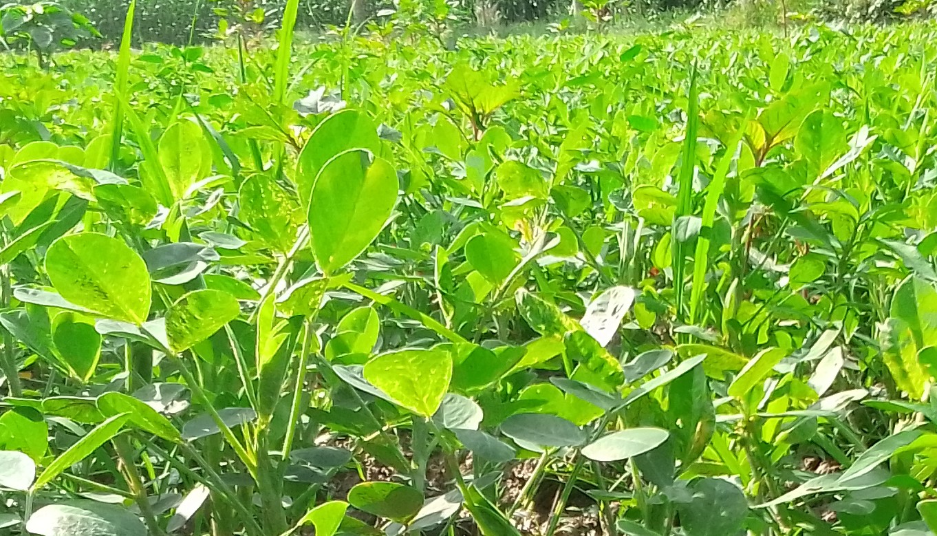 লালমনিরহাটের চাষীদের আগ্রহ বাড়ছে চিনাবাদাম চাষে
