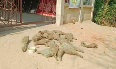 ধান খেয়েছে বাবুই পাখি, ক্ষোভে ২৯ ছানা হত্যা