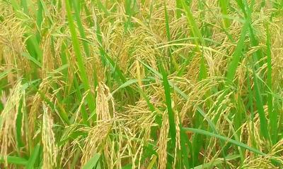 লালমনিরহাটের মাঠ জুড়ে শোভা পাচ্ছে সোনালী ধানের শীষ