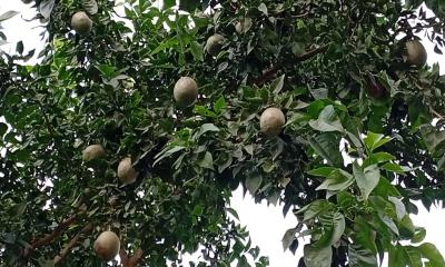 লালমনিরহাটে প্রকৃতি থেকে হারিয়ে যাচ্ছে বেল গাছ