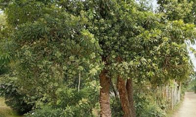 লালমনিরহাট ছাইত্তান ফুলের ঘ্রাণে মুখরিত