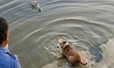 বাগেরহাটে দিঘির ঘাটে কুমিরের মুখে কুকুর