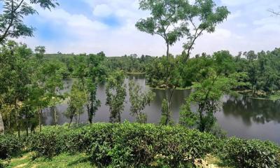 একদিনে শ্রীমঙ্গল ট্যুর প্ল্যান