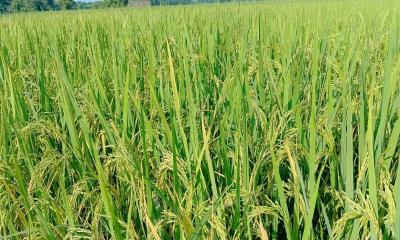 বিশ্বনাথে আমনের বাম্পার ফলন, নভেম্বরে কর্তন শুরু 