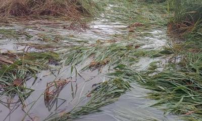 ধুনটের বৃষ্টির পানিতে ডুবে গেছে কৃষকের আমন ধান