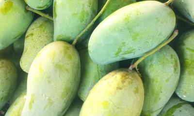 কাঁচা আম খেলে শরীরে যা ঘটে