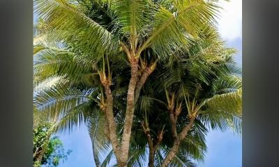 গুরুদাসপুরে ১৩ মাথার নারকেল গাছ দেখতে ভিড় করছেন দর্শনার্থীরা