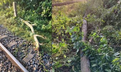 ফেনীতে গাছ কেটে রেললাইনে ফেলে নাশকতার চেষ্টা